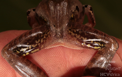 Central Grassland Frog photo 5