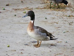 Anas platyrhynchos × acuta