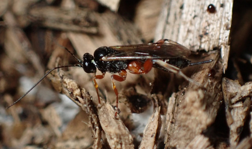 Coccygomimus observed 2025-09-07