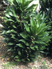 Dracaena fragrans compacta