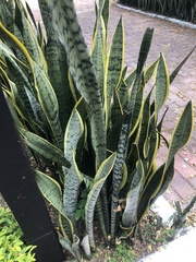 Sansevieria trifasciata