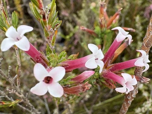 four-sisters heath (Erica fastigiata)