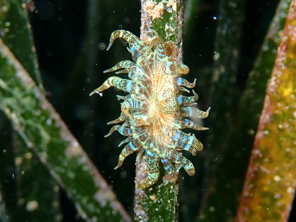 Photo of Trumpet anemone (Aiptasia mutabilis)