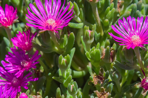 Delosperma cooperi