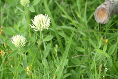 Trifolium ochroleucon