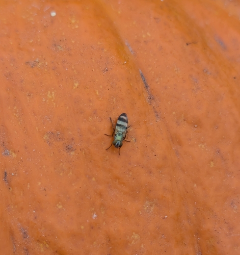 Unknown species found near Wilmington, NC 28405, USA
