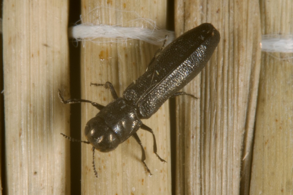 Paracylindromorphus subuliformis