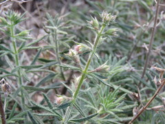 Teucrium pseudochamaepitys