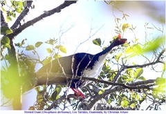 Oreophasis derbianus