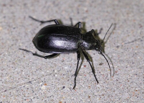 Calosoma prominens photo 4