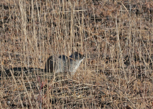 Arctic Ground Squirrel observed by johnmeikle