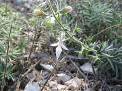 Teucrium pseudochamaepitys