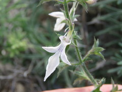 Teucrium pseudochamaepitys