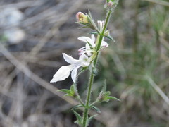 Teucrium pseudochamaepitys
