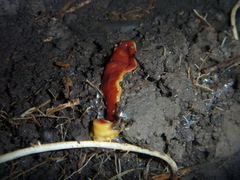 Arthurdendyus testaceus