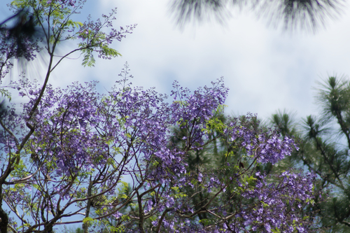 blue jacaranda