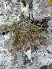 Asperula supina caespitans