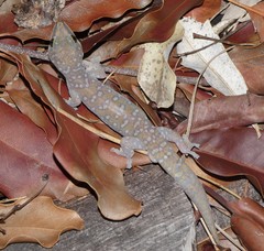 Oedura tryoni