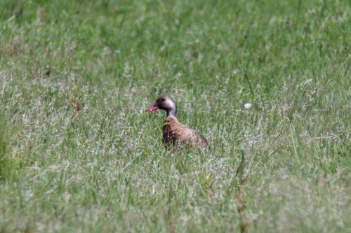 Brazilian Teal