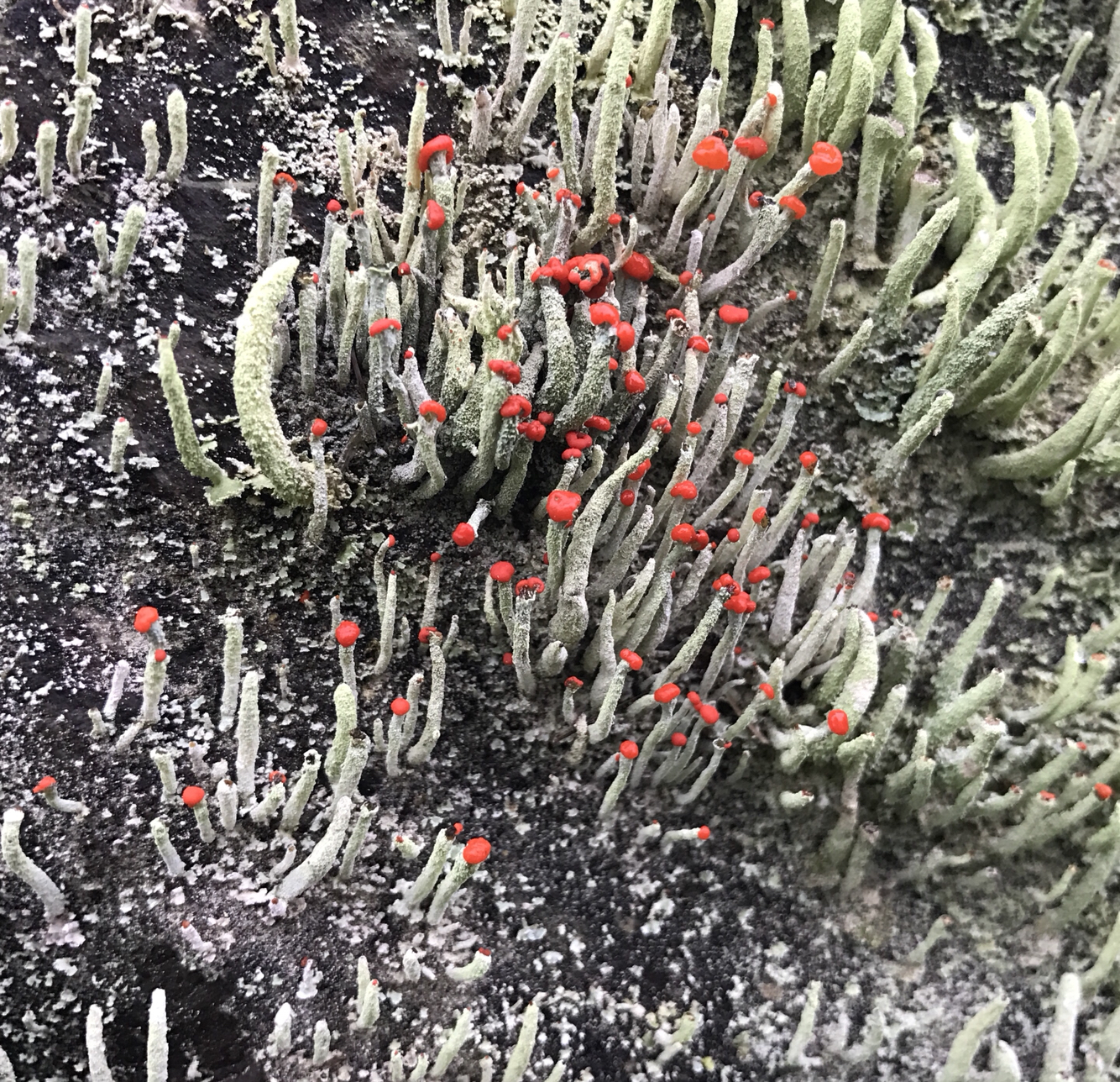 Cladoniaceae image