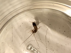 Periplaneta americana