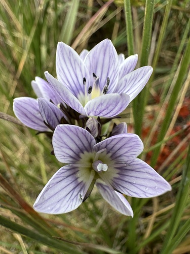 Gentianella corymbosa, photograph 4