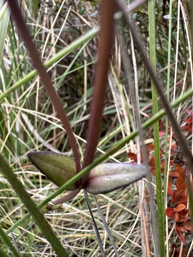 Gentianella corymbosa, photograph 5