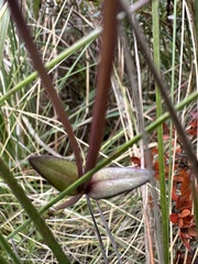 Gentianella corymbosa, photograph (c) Nicolás Baresch Uribe, some rights reserved (CC BY)
