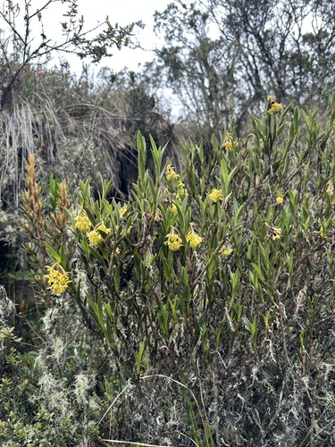 Zipaquirá Orchid (Epidendrum zipaquiranum)