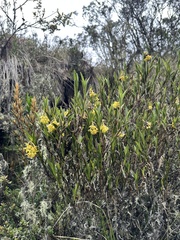 Epidendrum zipaquiranum, photograph (c) Nicolás Baresch Uribe, some rights reserved (CC BY)