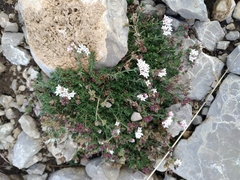 Asperula supina caespitans
