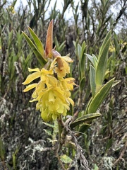Epidendrum zipaquiranum, photograph (c) Nicolás Baresch Uribe, some rights reserved (CC BY)