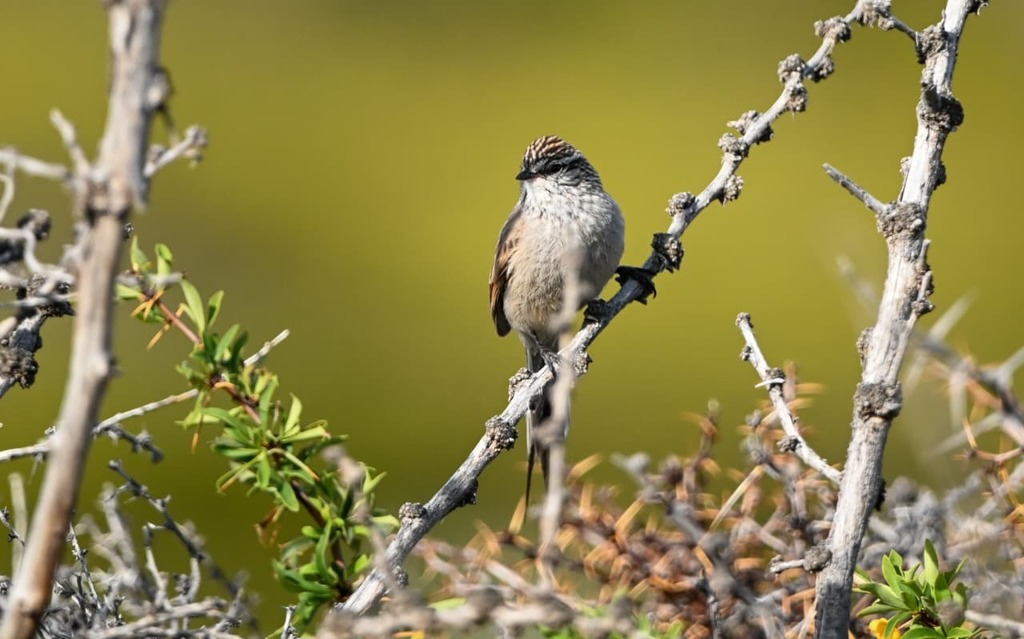Plain-mantled Tit-Spinetail (pallida)