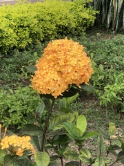 Ixora