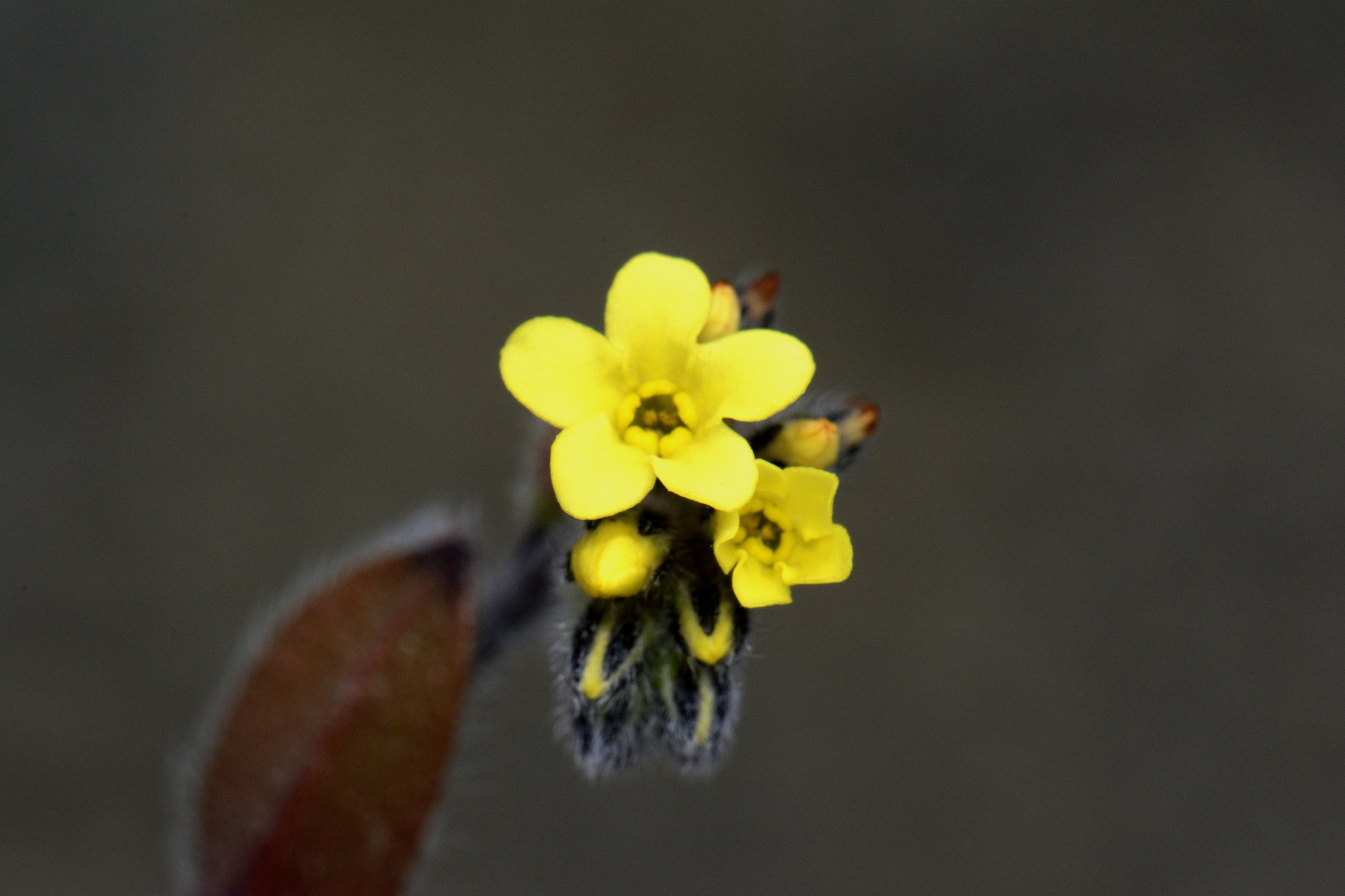 No Me Olvides (Género Myosotis) · NaturaLista Mexico