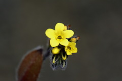 Myosotis australis