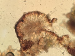 Steinia geophana