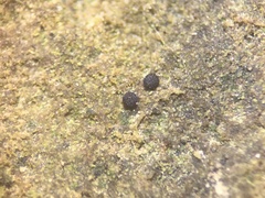 Steinia geophana