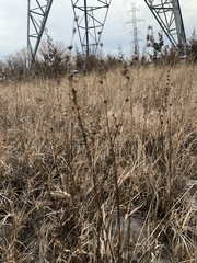 Juncus brachycephalus