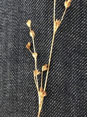 Juncus brachycephalus