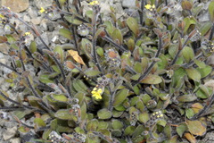 Myosotis australis