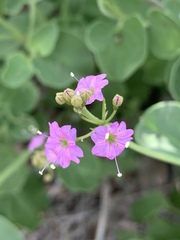 Commicarpus pentandrus