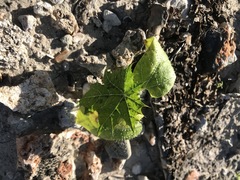 Cnidoscolus maculatus