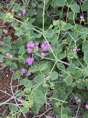 Commicarpus pentandrus