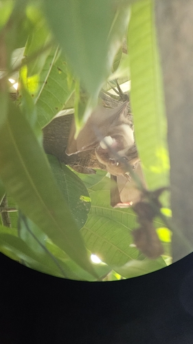 Gambian Epauletted Fruit Bat