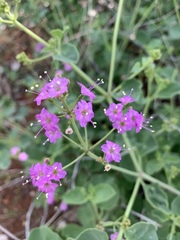 Commicarpus pentandrus