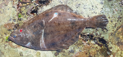 Fine flounder (Paralichthys adspersus) — Paralichthyidae — 5