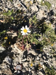 Perityle crassifolia robusta