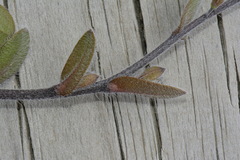 Myosotis australis