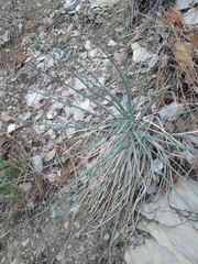 Asphodeline